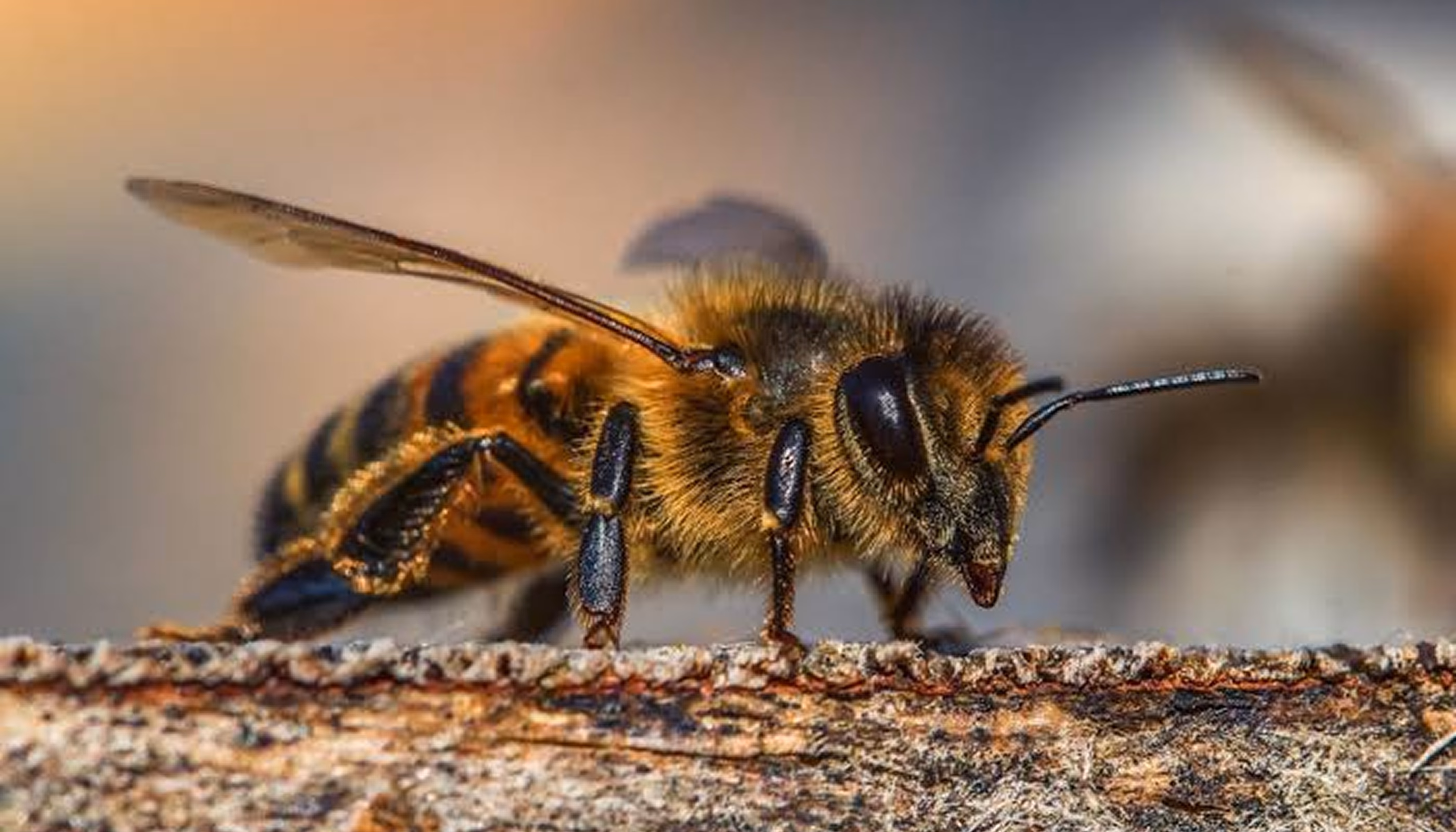 Abejas